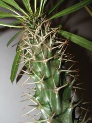 pachypodium lamerei