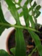 blechnum gibbum