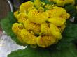 calceolaria