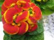 calceolaria