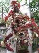 excoecaria cochicinensis " jungle fair "- čínský kroton