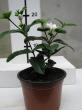 Wrightia antidysenterica Holarrhena pubescens
