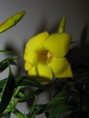 allamanda cathartica