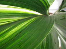 aspidistra elatior "variegata"