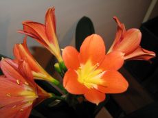 clivia