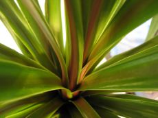 cordyline australis