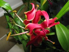 gloriosa superba