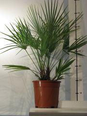 chamaerops humilis