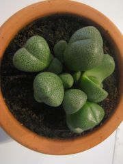 lithops