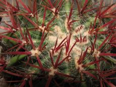 ferocactus