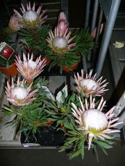 protea