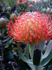 leucospermum " rigoletto "