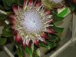 protea