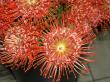 leucospermum