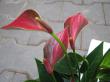 anthurium " deco redstripe " - anturie