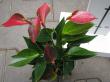 anthurium " deco redstripe " - anturie