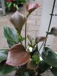 anthurium " anthedesia chocolate "