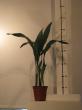 aspidistra "milky way"