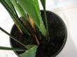 aspidistra "milky way"