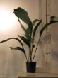 aspidistra elatior