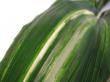 aspidistra elatior "variegata"