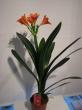 clivia