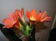 clivia