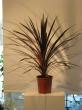 cordyline australis