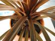 cordyline australis