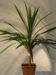 cordyline australis