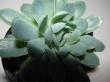 echeveria glauca