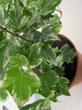 hedera