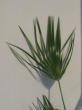 chamaerops humilis