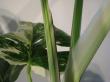 monstera variegata