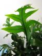 polypodium