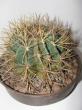 ferocactus wislizenii