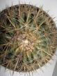 ferocactus wislizenii