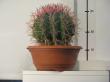 ferocactus