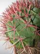 ferocactus