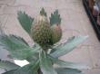 leucospermum " rigoletto "