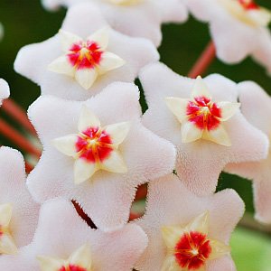 Indoor flowers