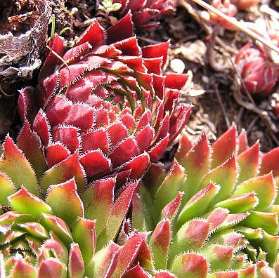 Rockery plants