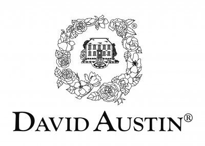 David Austin Roses