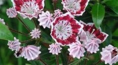 Rhododendrons, azaleas, kalmia