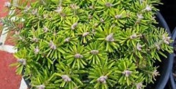 Broom and grafted conifers