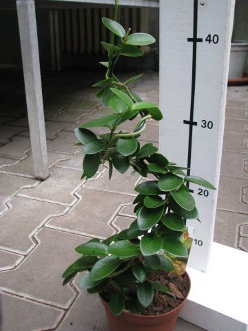 Хойя кумингиана Hoya cumingiana