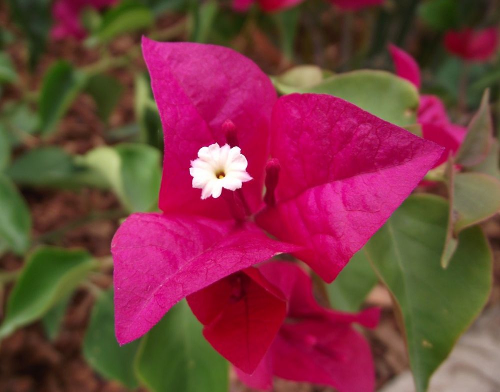 Bougainvillea Kytka