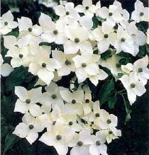 Cornus kousa "milky way"