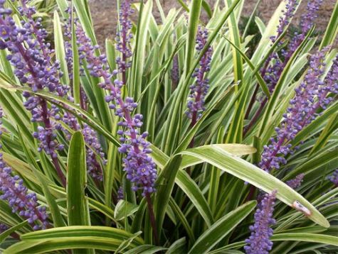 Liriope muscari "gold banded" - sedoulek