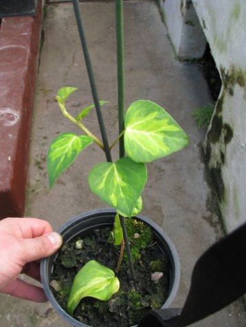 Colchica hedera "sulphur heart"